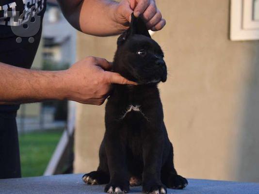 Κουτάβια Cane Corso